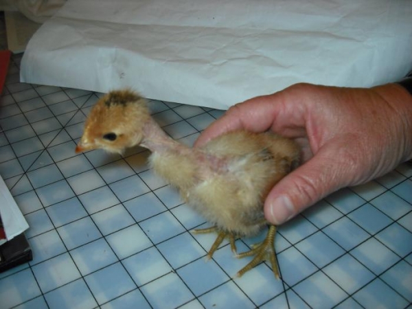 Голошейка — курица, похожая на индюка