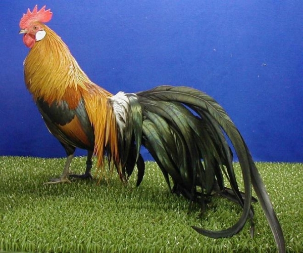 Кто такие куры породы Бентамка? Кто такие куры породы Бентамка?