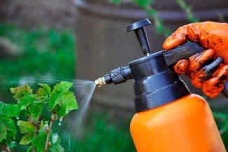 Обработка смородины Фитоспорином: инструкцию по применению Обработка смородины Фитоспорином: инструкцию по применению