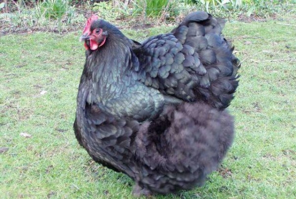 Орпингтон — любимая порода кур английских аристократов