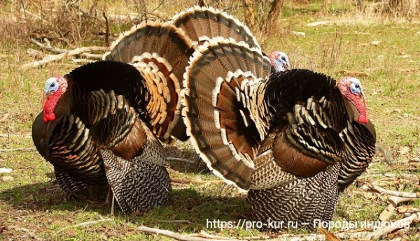 Породы индюков с фото и описанием, характеристики