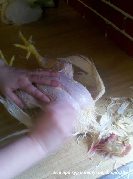 Как ощипать и разделать курицу в домашних условиях