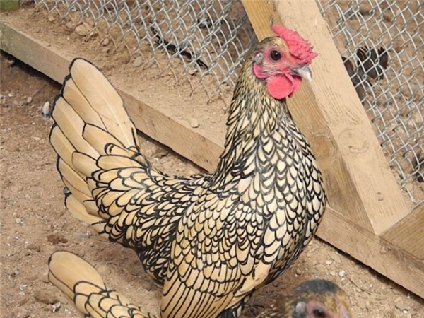 Кто такие куры породы Бентамка? Кто такие куры породы Бентамка?