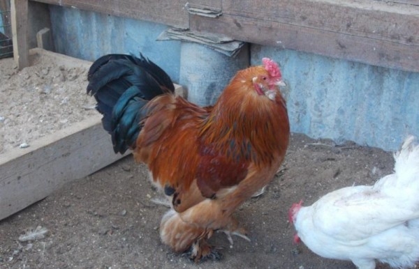 Оригинально одетая курица — Лохмоногая ушанка