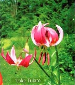 Лилии - описание, классификация сортов Лилии - описание, классификация сортов