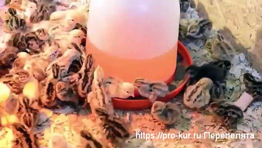 Уход за перепелятами с первого дня жизни в домашних условиях