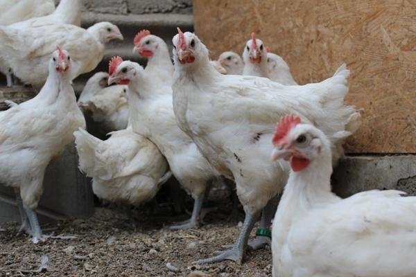 Курочки-француженки Бресс Гальской породы