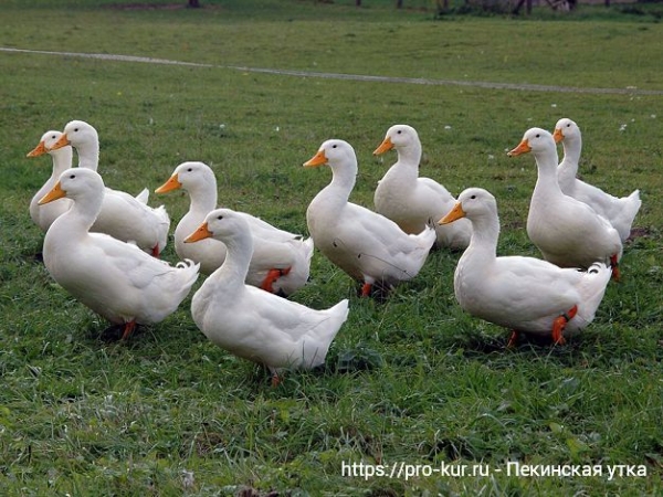 Пекинская утка — все о содержании и кормлении
