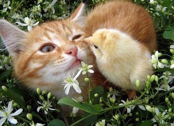 Дружба кур и цыплят с другими животными