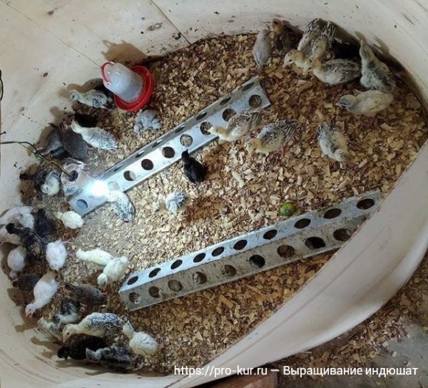 Выращивание индюшат в домашних условиях Выращивание индюшат в домашних условиях