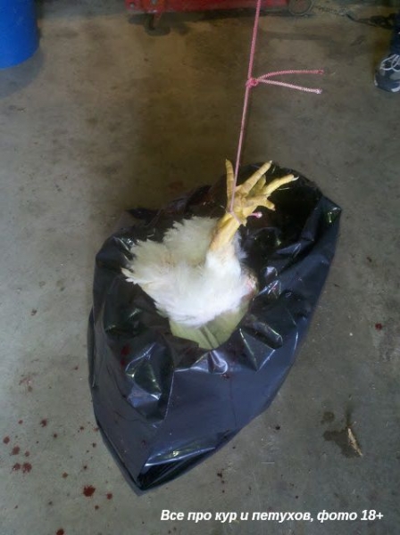 Как ощипать и разделать курицу в домашних условиях