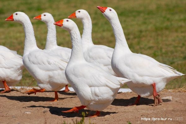 Глисты у гусей симптомы и лечение Глисты у гусей симптомы и лечение