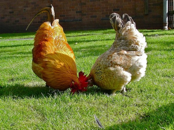 О питьевом режиме и приросте веса у курочек