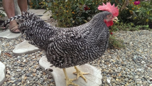 Давайте познакомимся с курочками Амрокс