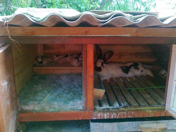 Как сделать крольчатник Как сделать крольчатник