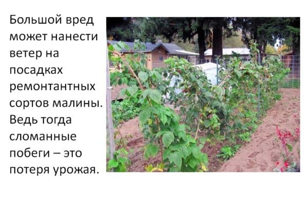 Шпалера для малины: аккуратно, эстетично, продуктивно