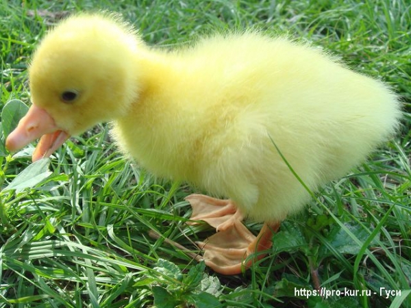 Гусыня вывела гусят что делать дальше? Гусыня вывела гусят что делать дальше?