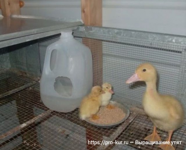 Выращивание утят в домашних условиях для начинающих Выращивание утят в домашних условиях для начинающих
