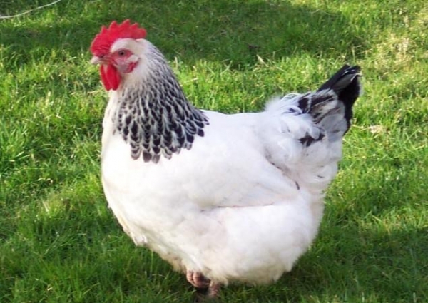 Курица породы Доминанты её характеристика и описание