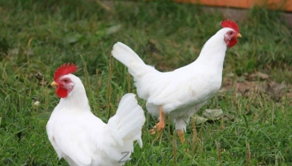 Классические курочки — Русские белые