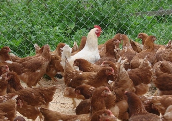 Продуктивные и неприхотливые куры Родонит