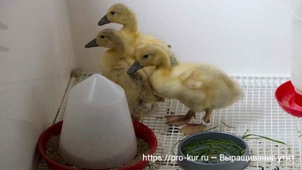 Выращивание утят в домашних условиях для начинающих Выращивание утят в домашних условиях для начинающих