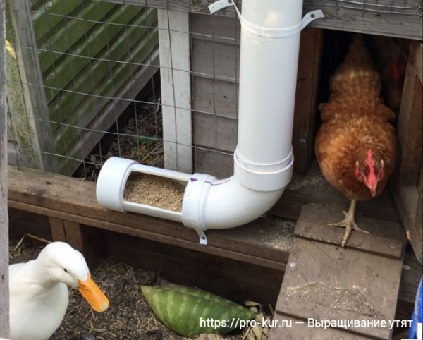 Выращивание утят в домашних условиях для начинающих Выращивание утят в домашних условиях для начинающих