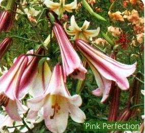 Лилии - описание, классификация сортов Лилии - описание, классификация сортов