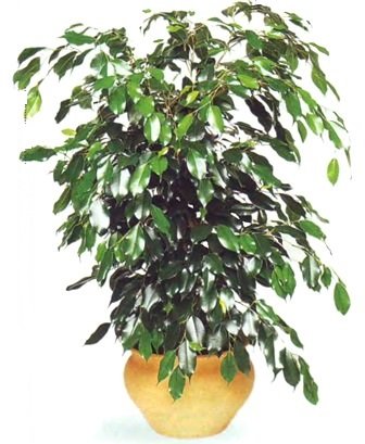 Фикусы - виды и фото Фикусы - виды и фото