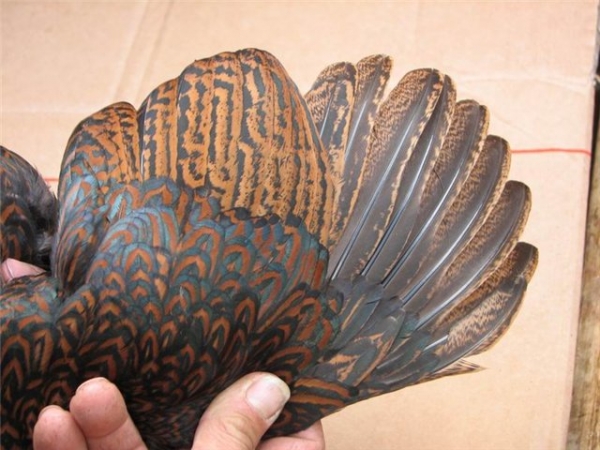 Кто такие курочки Барневельдер?