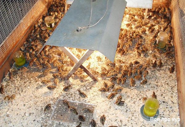 Разведение перепелок на дачном участке Разведение перепелок на дачном участке