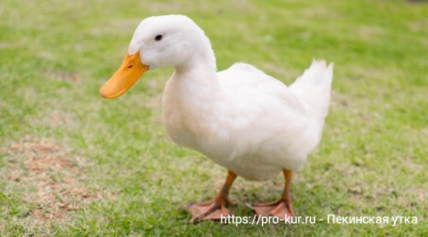 Пекинская утка — все о содержании и кормлении