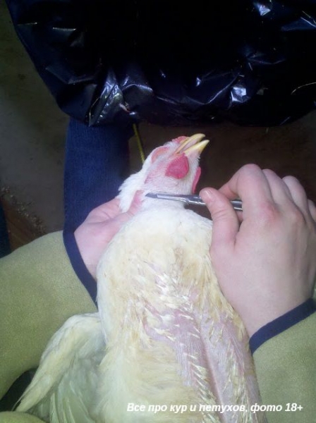 Как ощипать и разделать курицу в домашних условиях