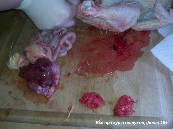 Как ощипать и разделать курицу в домашних условиях