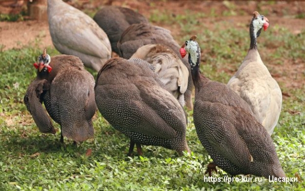 Как выращивать цесарок из суточных птенцов