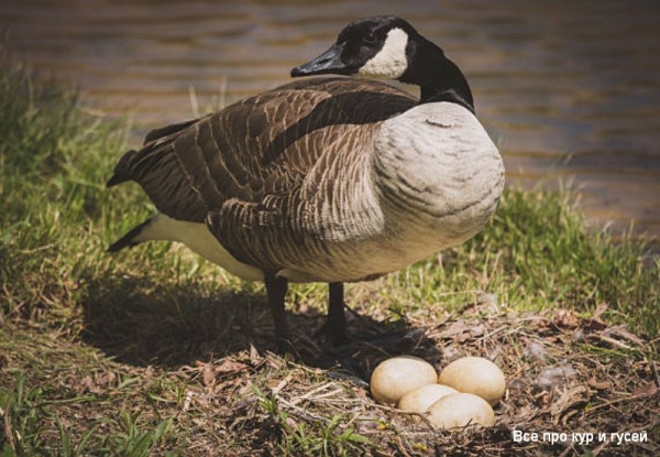 Сколько гуси несут яиц в год Сколько гуси несут яиц в год