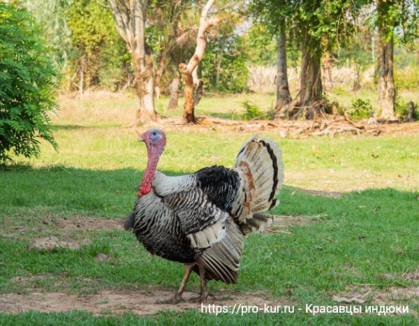 Домашняя индейка и ее биологические особенности Домашняя индейка и ее биологические особенности