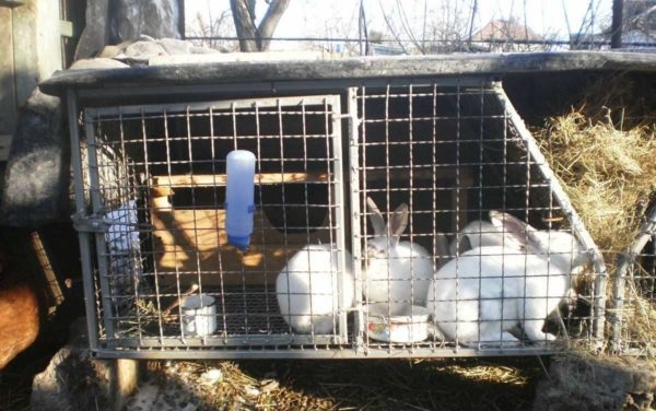 Как сделать крольчатник Как сделать крольчатник