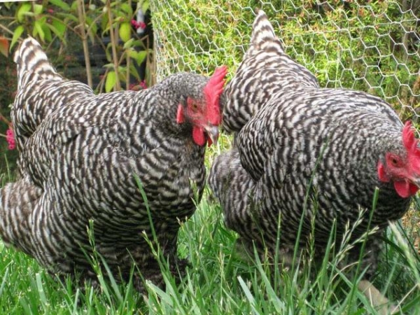 Лучшие мясо-яичные куры