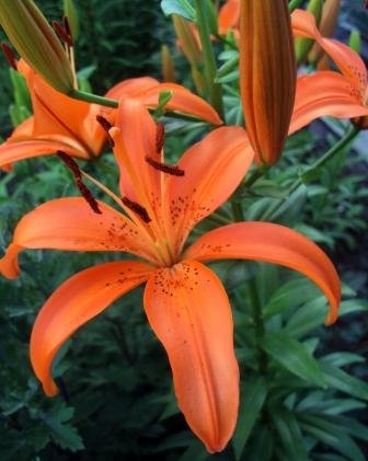 Лилии – посадка, уход, размножение. Лилии – посадка, уход, размножение.