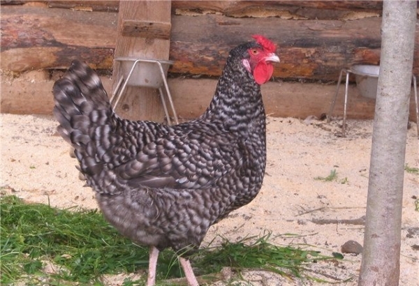 Курица породы Доминанты её характеристика и описание