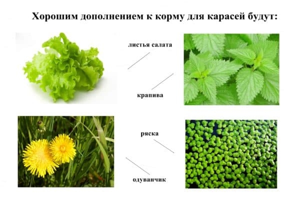 Как и чем кормить карасей в домашнем пруду?