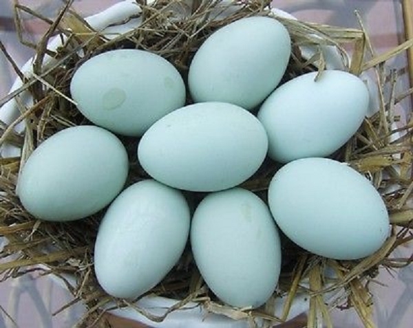 Производители голубых яиц — курочки Легбар