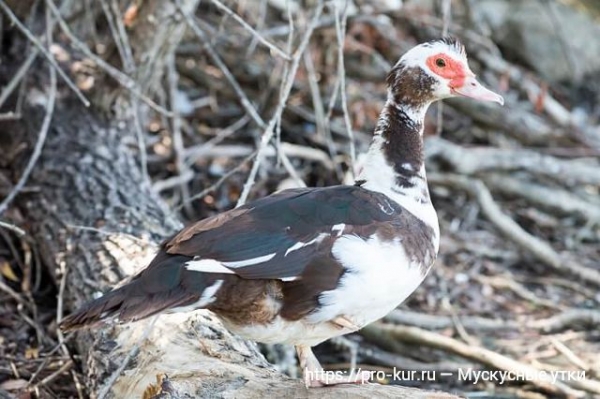 Мускусные утки в домашних условиях
