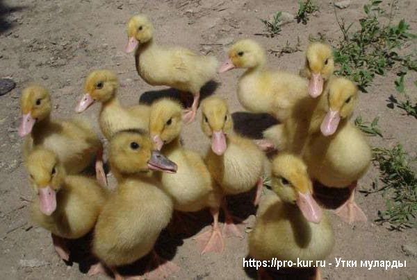 Утки муларды в домашних условиях
