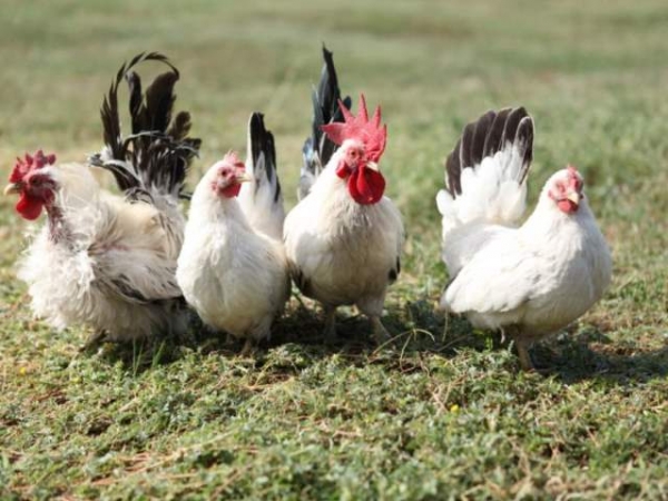 Все, что вы хотели знать о декоративных курах Все, что вы хотели знать о декоративных курах