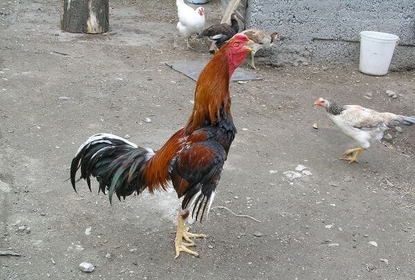 Куры со скверным нравом — Куланги или Дакан