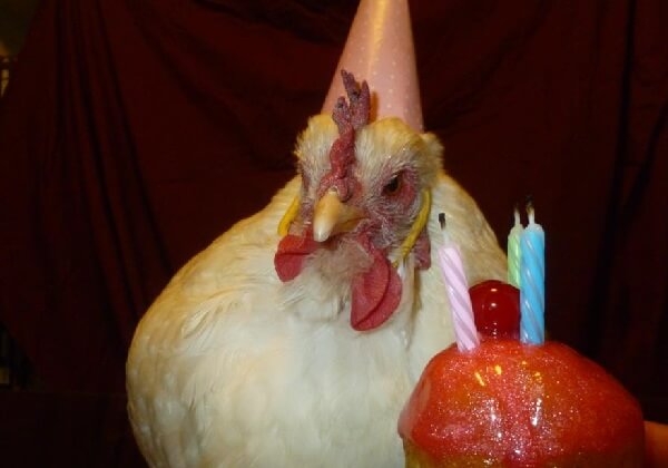 7 невероятных фактов про кур и петухов