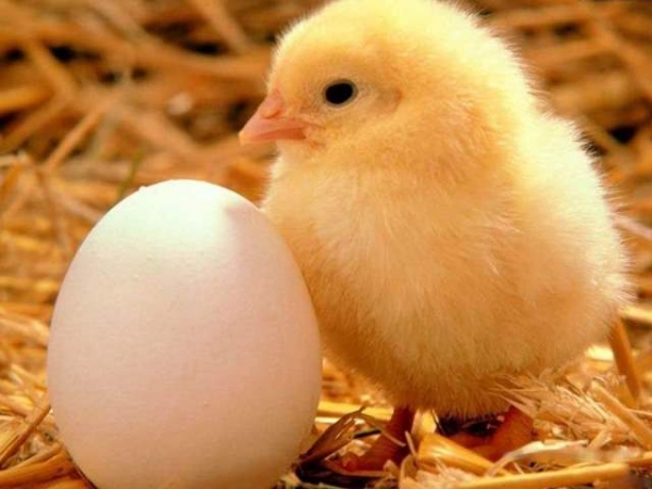 Все о многообразии бройлерных пород Все о многообразии бройлерных пород