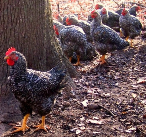 Все секреты курочек мясных пород Все секреты курочек мясных пород